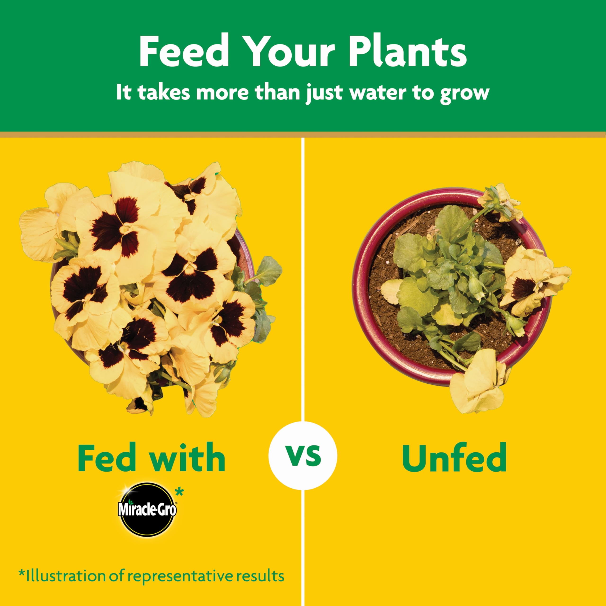 Houseplants benefiting from Miracle-Gro plant food and balanced nutrients