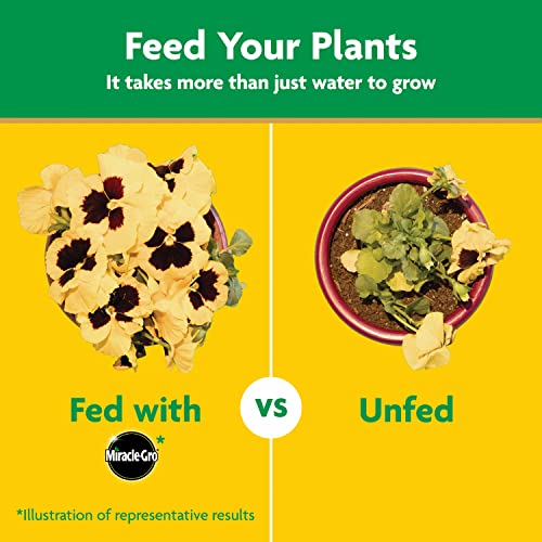 Miracle-Gro Water Soluble All Purpose Plant Food with NPK 24-8-16 fuels balanced growth.