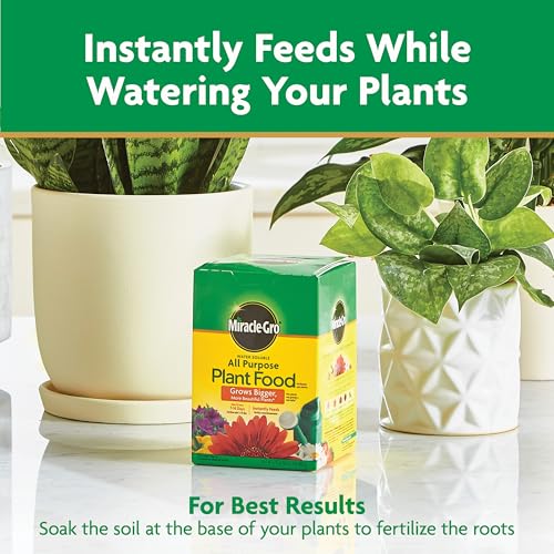 Roses nourished for richer petals with Miracle-Gro
