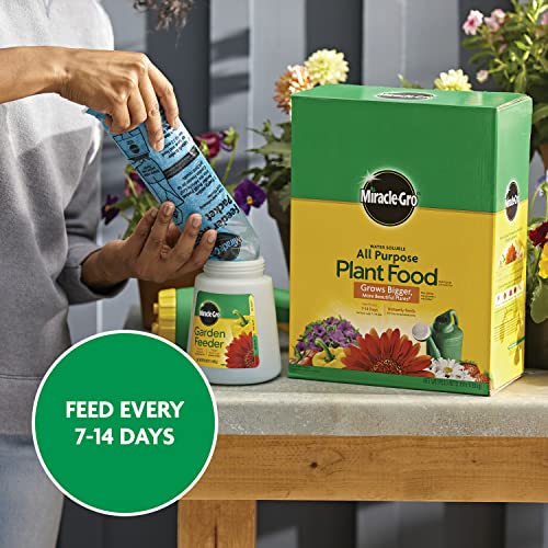 Miracle-Gro soil base soaking nourishes roots effectively.