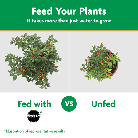Applying Miracle-Gro with a watering can for easy garden feeding