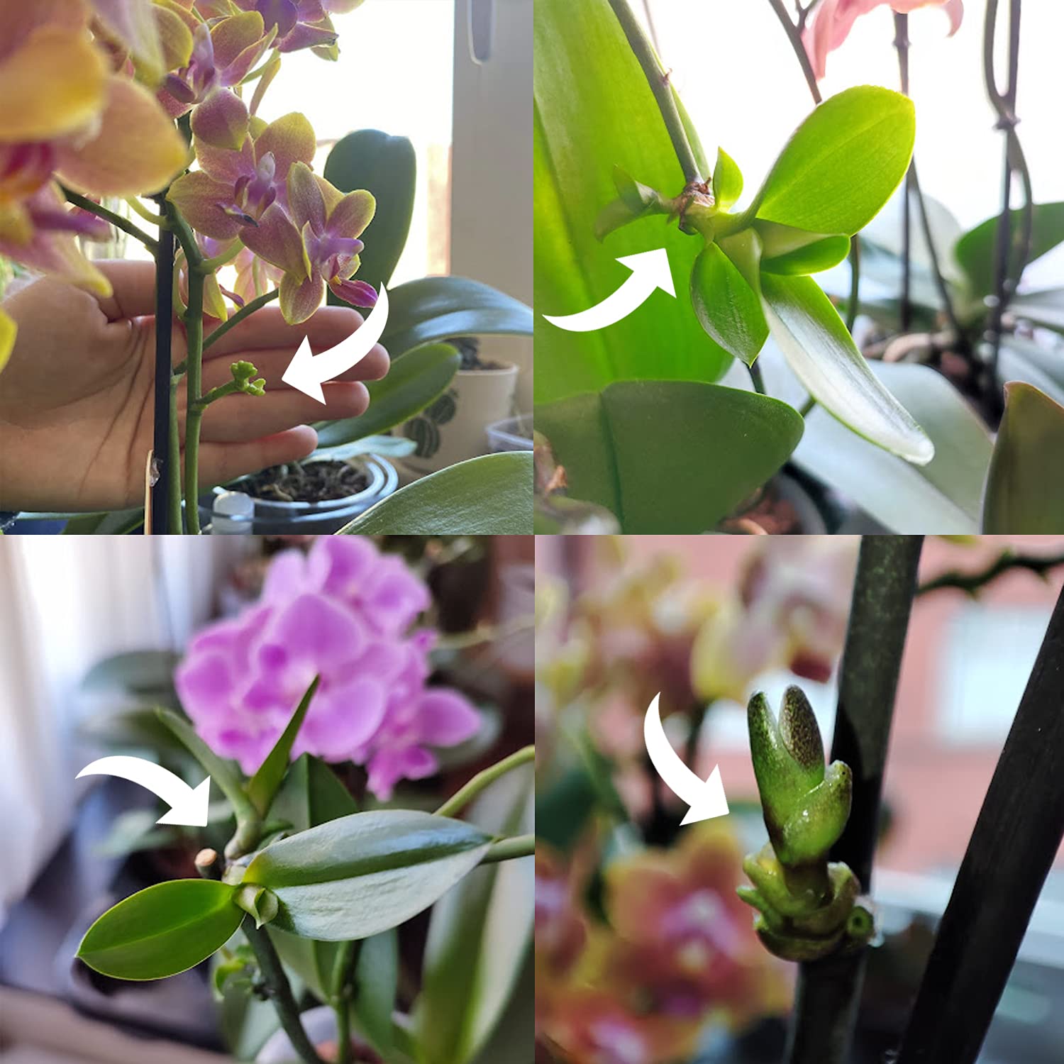 Miracle Lab paste used on multiple plants like orchid, Hoya, and Monstera.