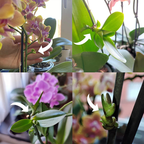 Miracle Lab paste used on multiple plants like orchid, Hoya, and Monstera.