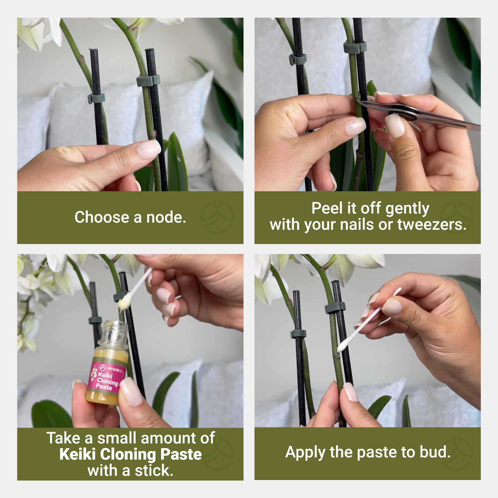 Box of Miracle Lab Keiki paste packaging with wooden sticks included.