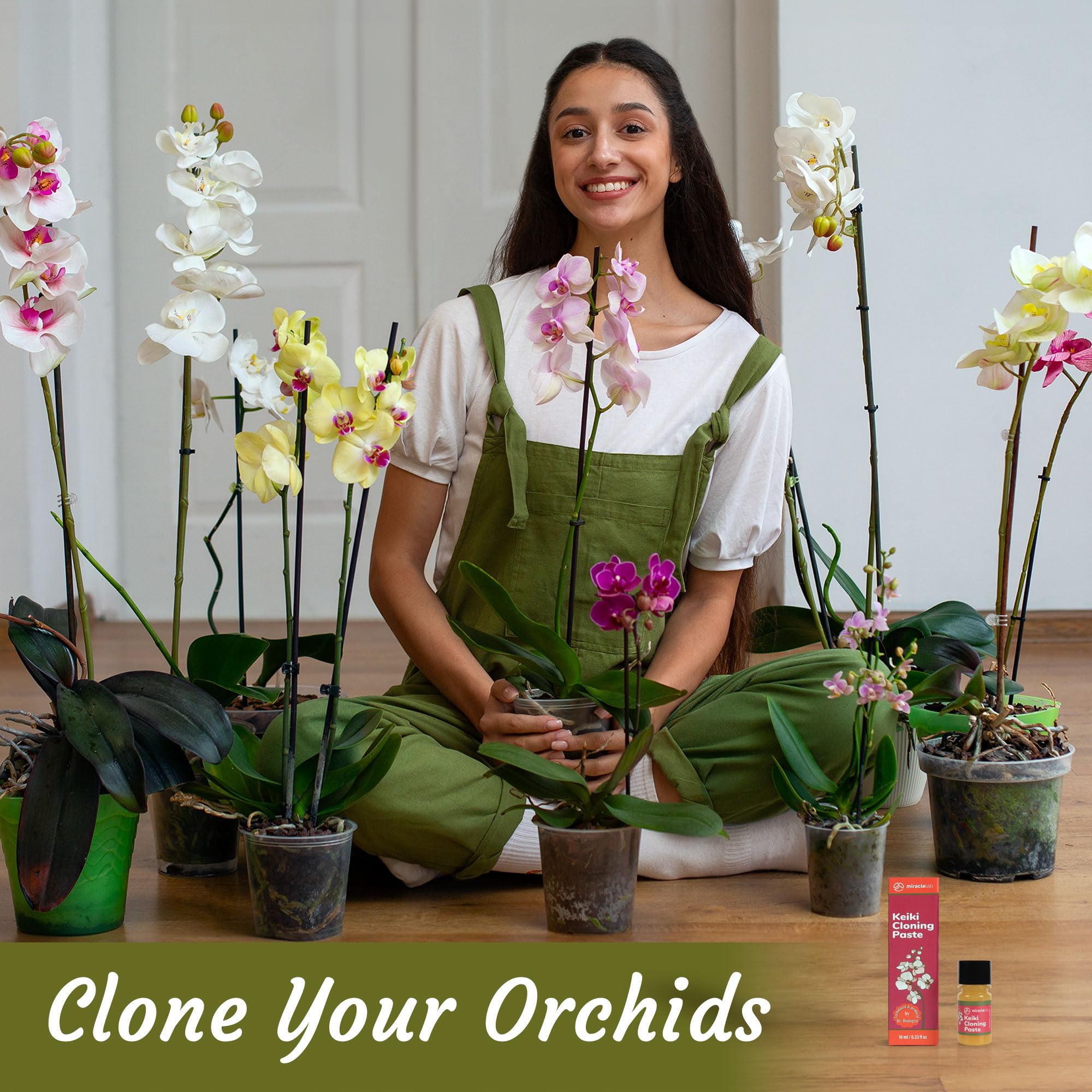 Keiki ready to be separated and transplanted from the mother orchid.