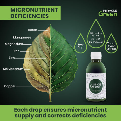 Miracle Green foliar spray on leaves shows vibrant green canopy and stress-ready plants
