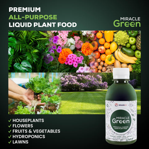 Miracle Green applied to houseplants boosts growth and overall vigor