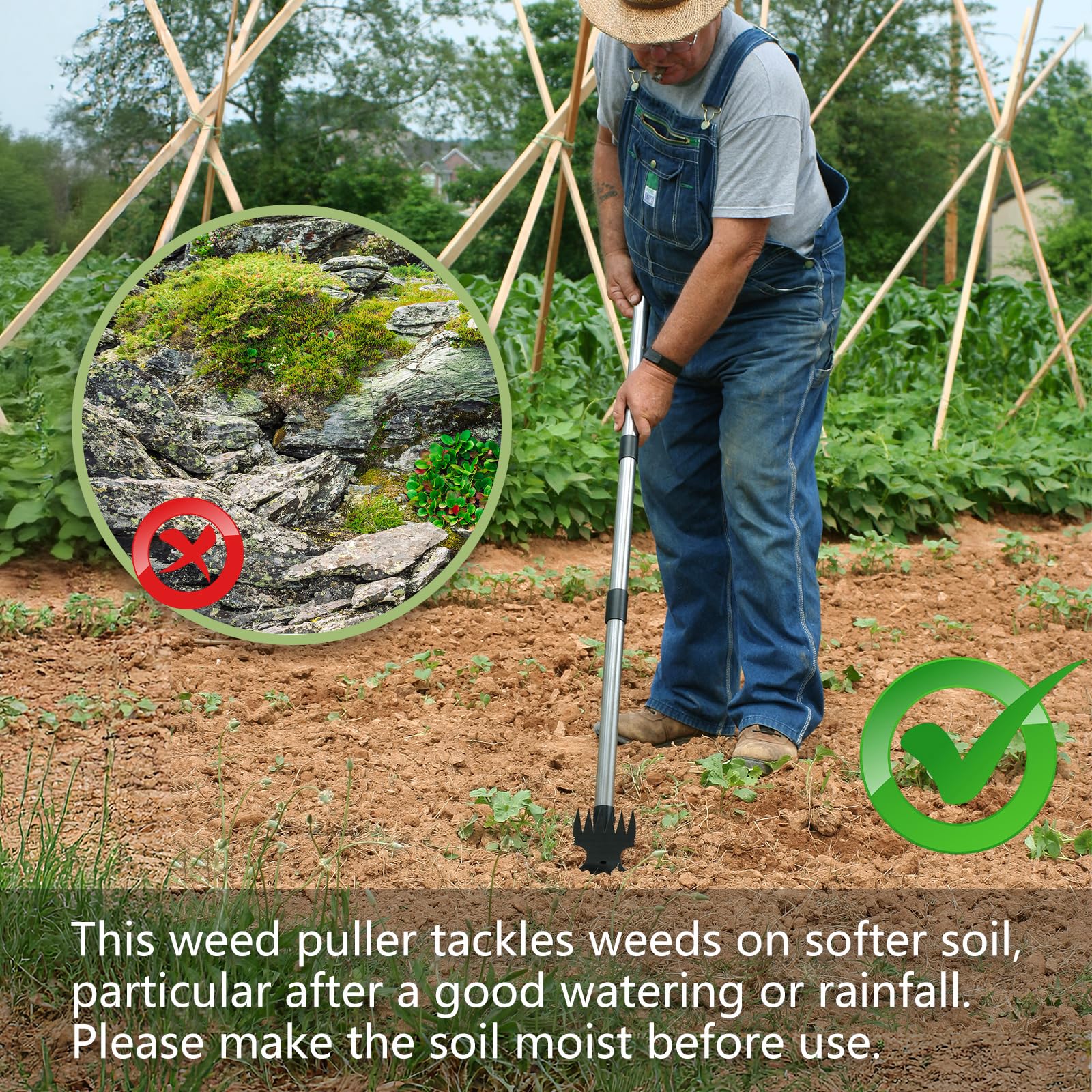Mitclear 6-tine rake removes weeds between plants with precision