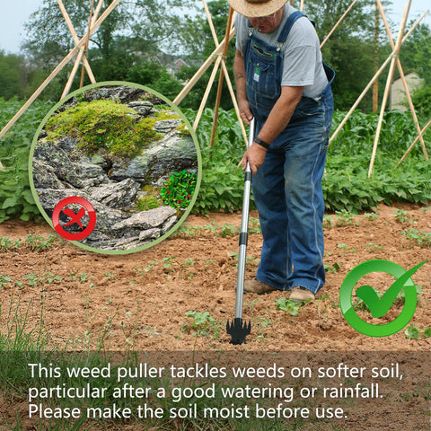 Mitclear 6-tine rake removes weeds between plants with precision