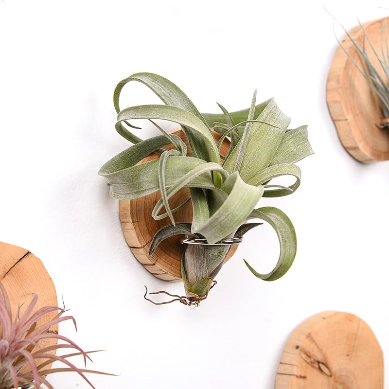 MITIME Cypress wood-tone hues add warmth to living spaces