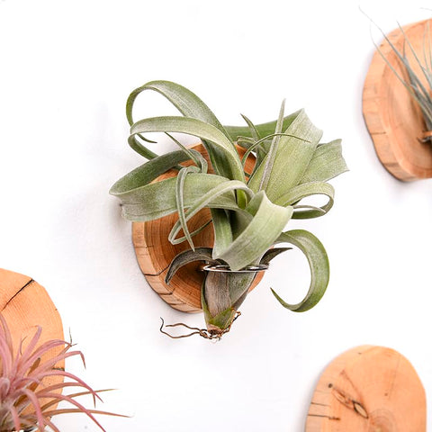 MITIME Cypress wood-tone hues add warmth to living spaces
