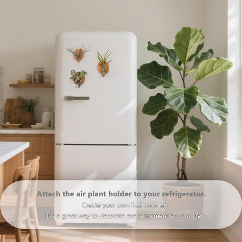 MITIME irregular shape wood holder elevates small spaces with green air plants.