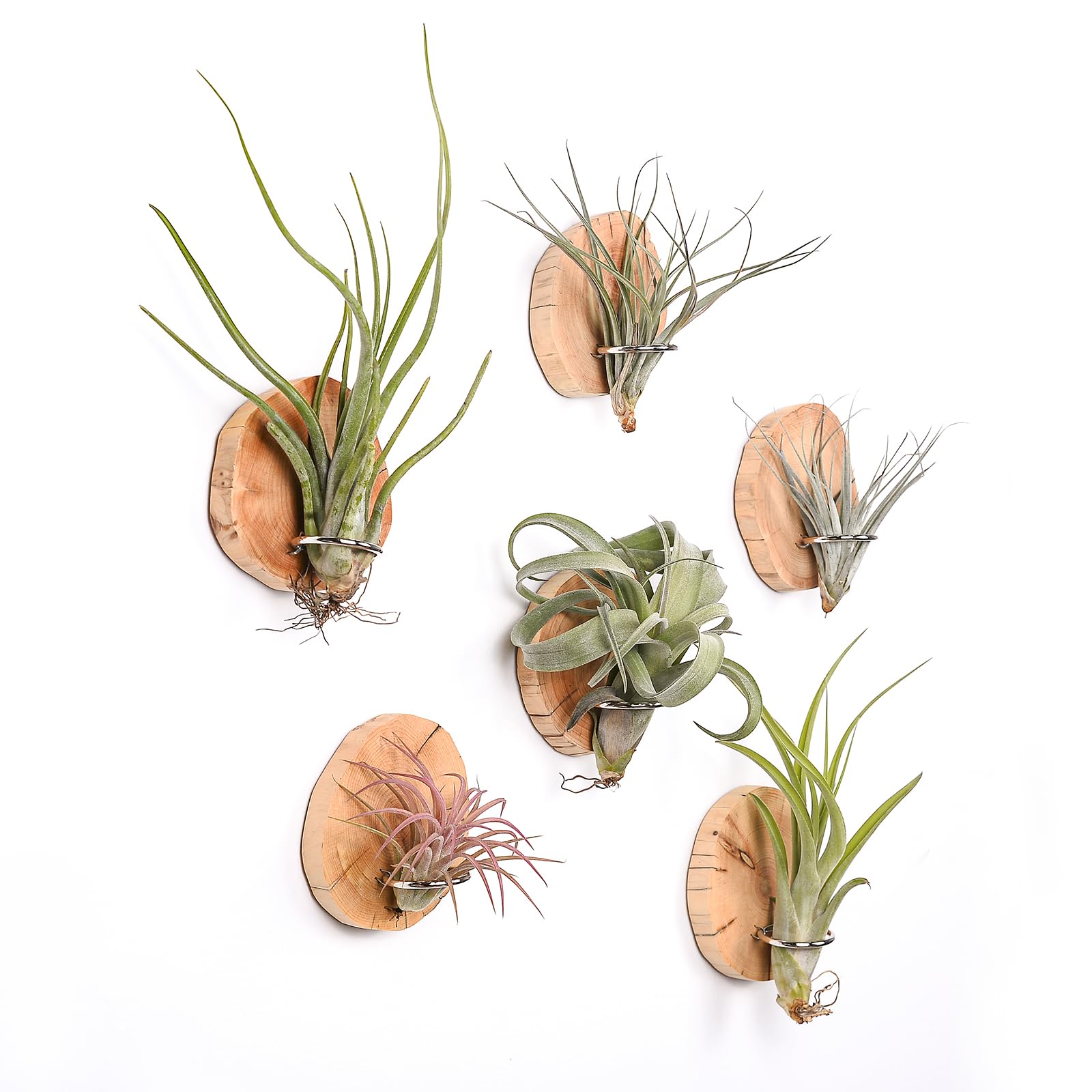 MITIME magnetic air plant holder on fridge adding natural wood decor and easy access.