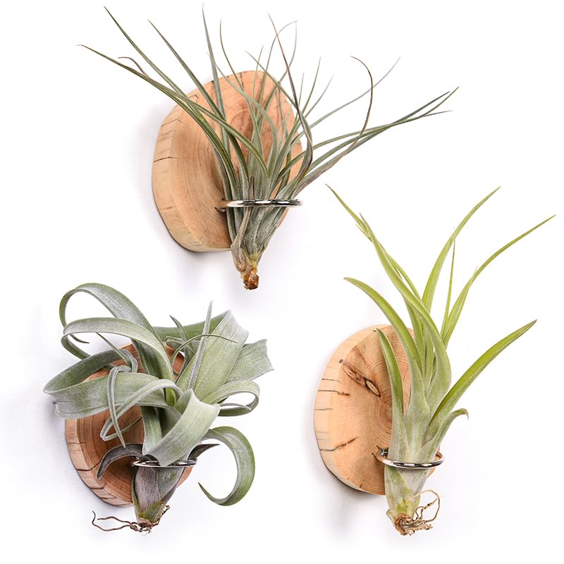MITIME magnetic air plant holder on fridge showing natural wood mount for small spaces