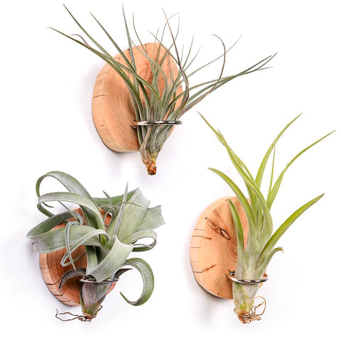 MITIME magnetic air plant holder on fridge showing natural wood mount for small spaces