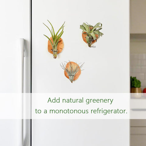 MITIME magnetic air plant holder close-up highlights wood-grain texture and irregular shape