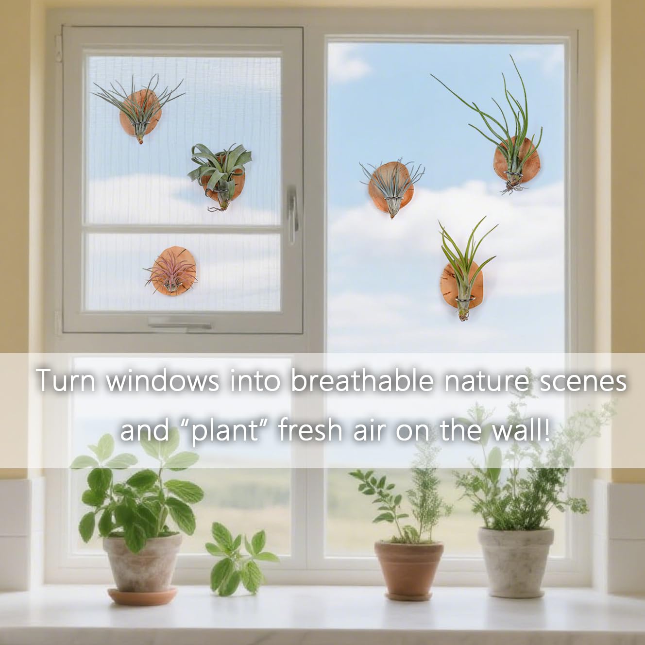 MITIME natural wood air plant wall mount with irregular Cypress wood design.