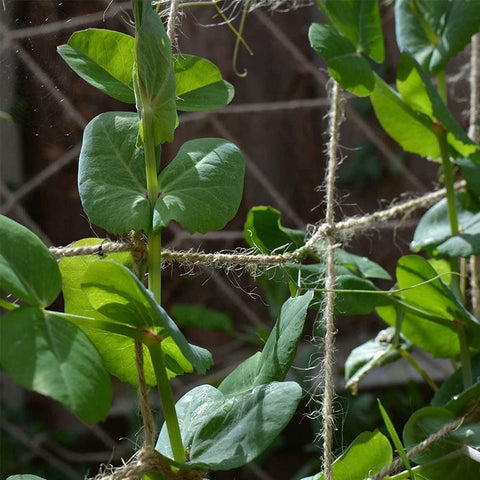 Miuezuth Jute Netting is biodegradable, simplifying end-of-season cleanup.