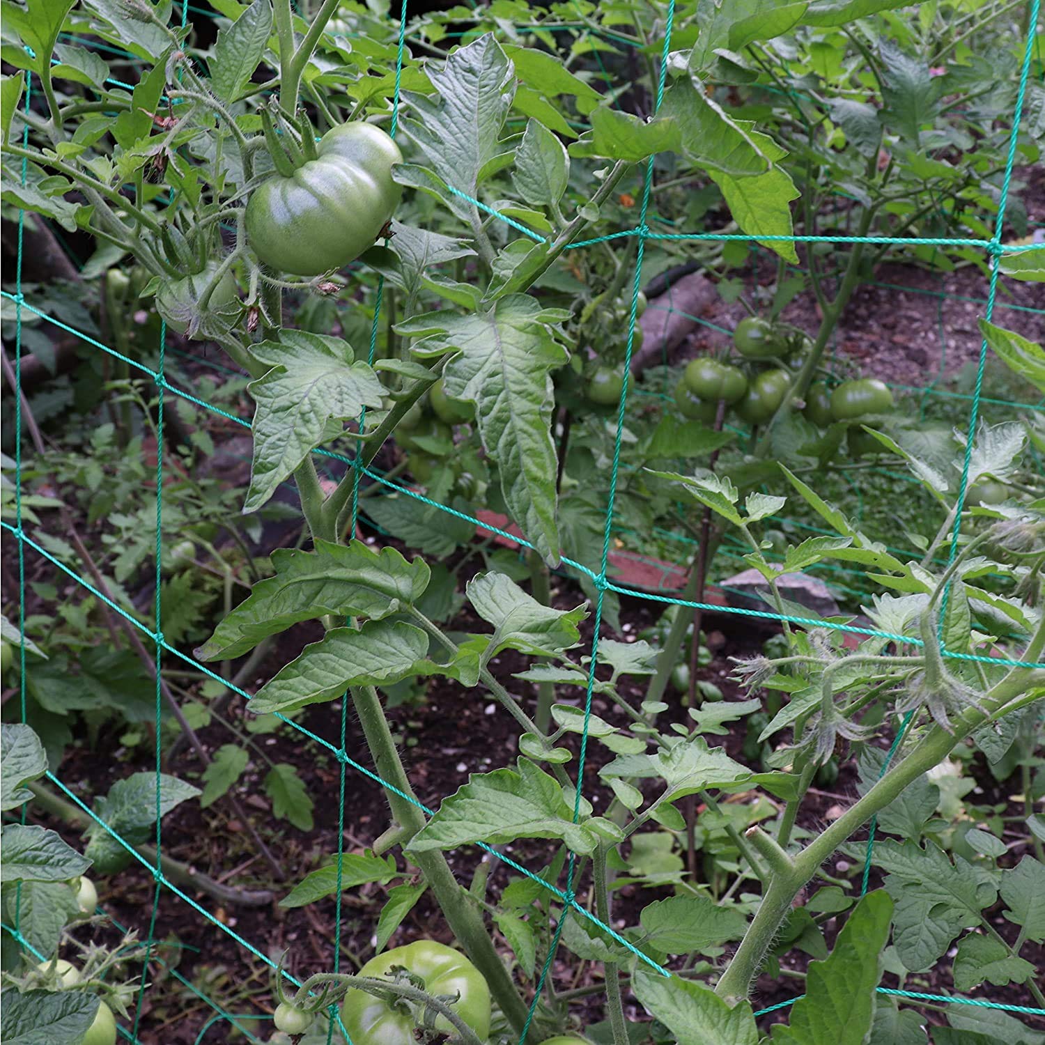 Miuezuth trellis netting enhances airflow and sunlight access for healthier vines.