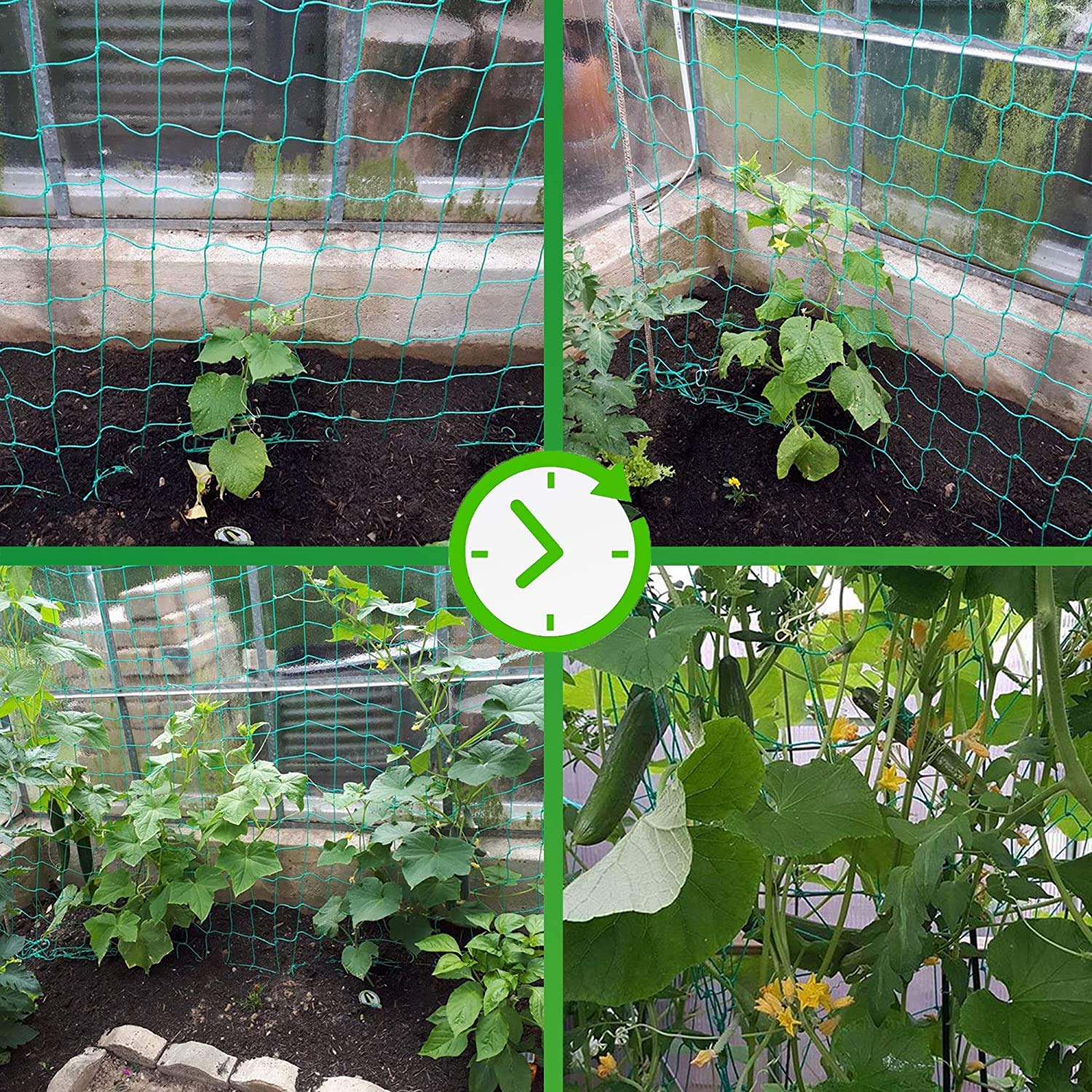 Tomato plants supported by Miuezuth netting to keep upright and organized.