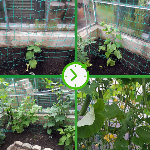 Miuezuth trellis netting supports vertical training for cucumbers, tomatoes, and beans.