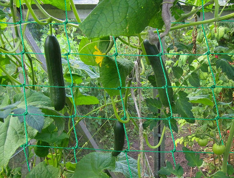 Miuezuth trellis netting hung on a wall for space-saving vertical gardening.