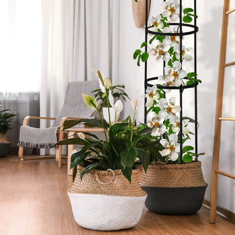 Miuwauer supports roses, clematis, jasmine and more for climbing growth.