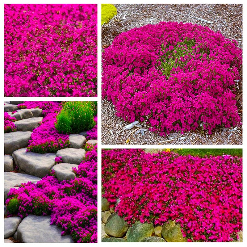 Mix Magic creeping thyme planted along path edges for landscape appeal.