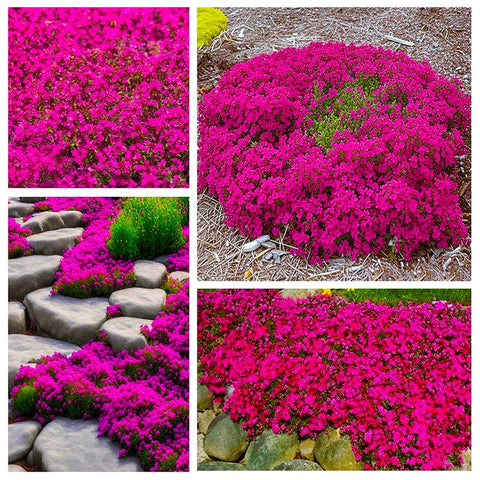 Mix Magic creeping thyme planted along path edges for landscape appeal.