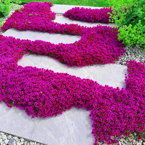Mix Magic creeping thyme forming dense ground cover over time.