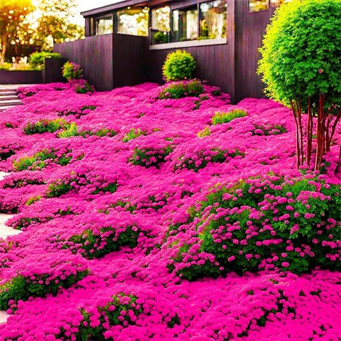Mix Magic creeping thyme offers drought tolerance after establishment.