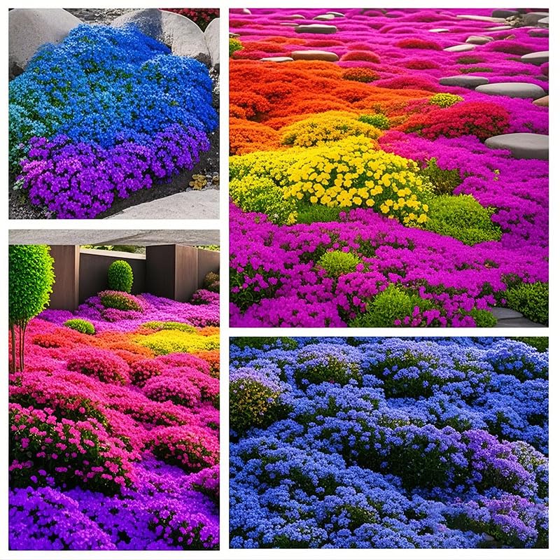 Mix Magic creeping thyme seeds for surface sowing on prepared soil.