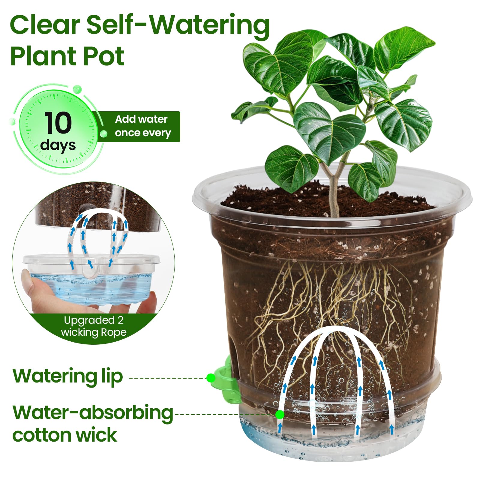 MIXC clear nursery pot shows moisture level for seedlings.