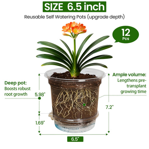 MIXC easy-transplant squeeze-walls support delicate seedlings.