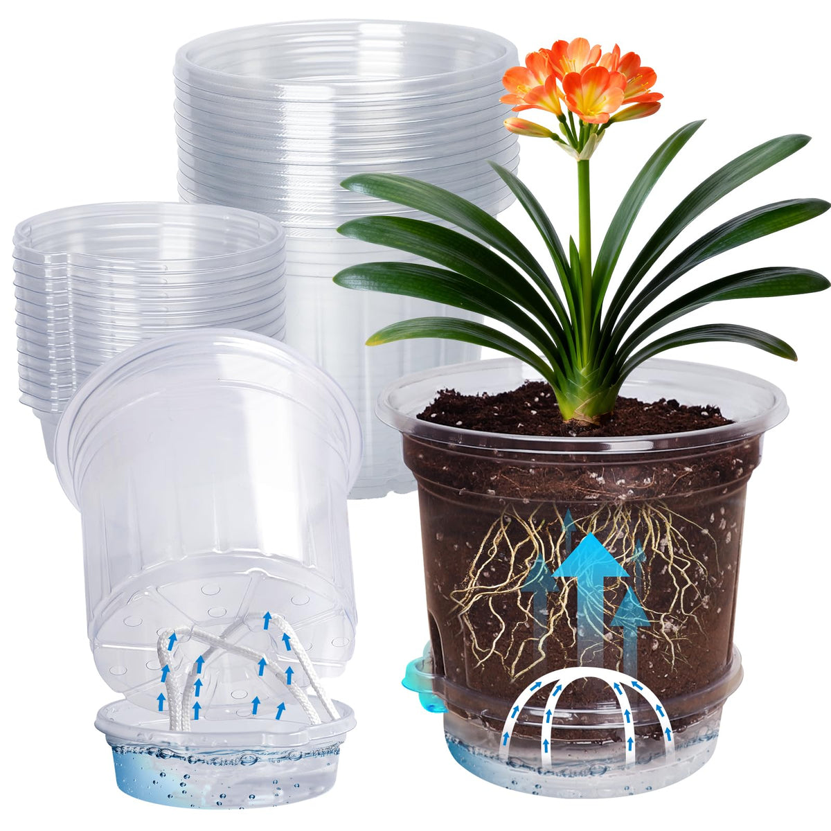 MIXC 12-pack self-watering pot with clear reservoir for moisture checks.