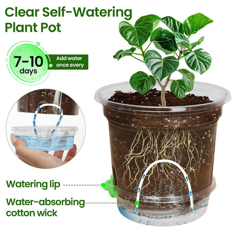 MIXC 5 inch clear pot highlights moisture at a glance