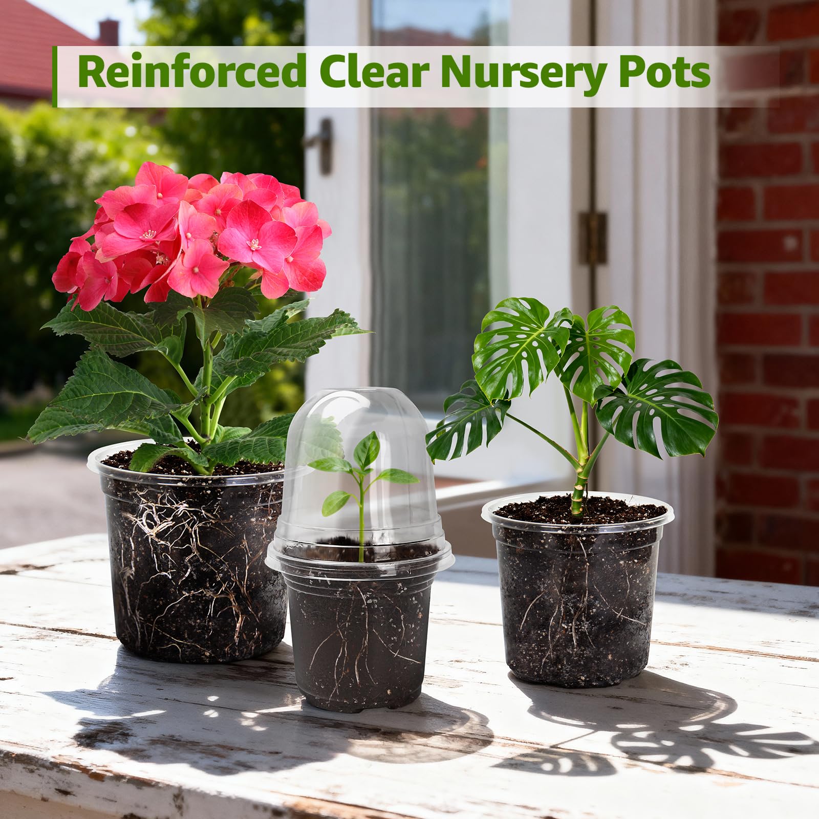 MIXC transparent sowing pot shows clear root and soil visibility