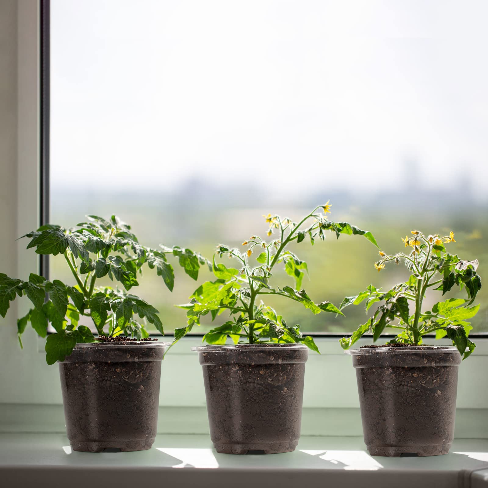 MIXC translucent humidity dome aids early germination without transplanting.
