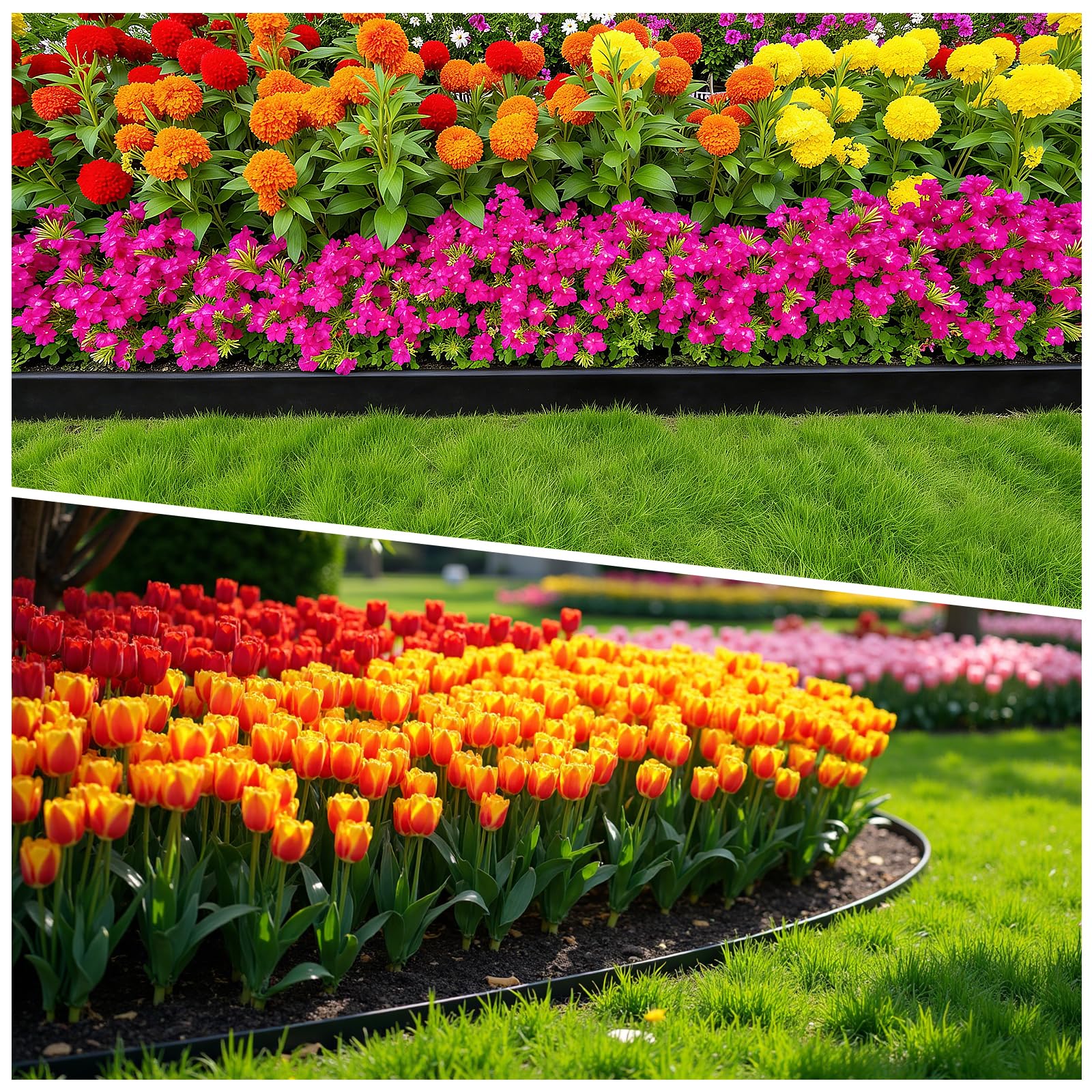 MIXC ideal for borders around flower beds and lawns