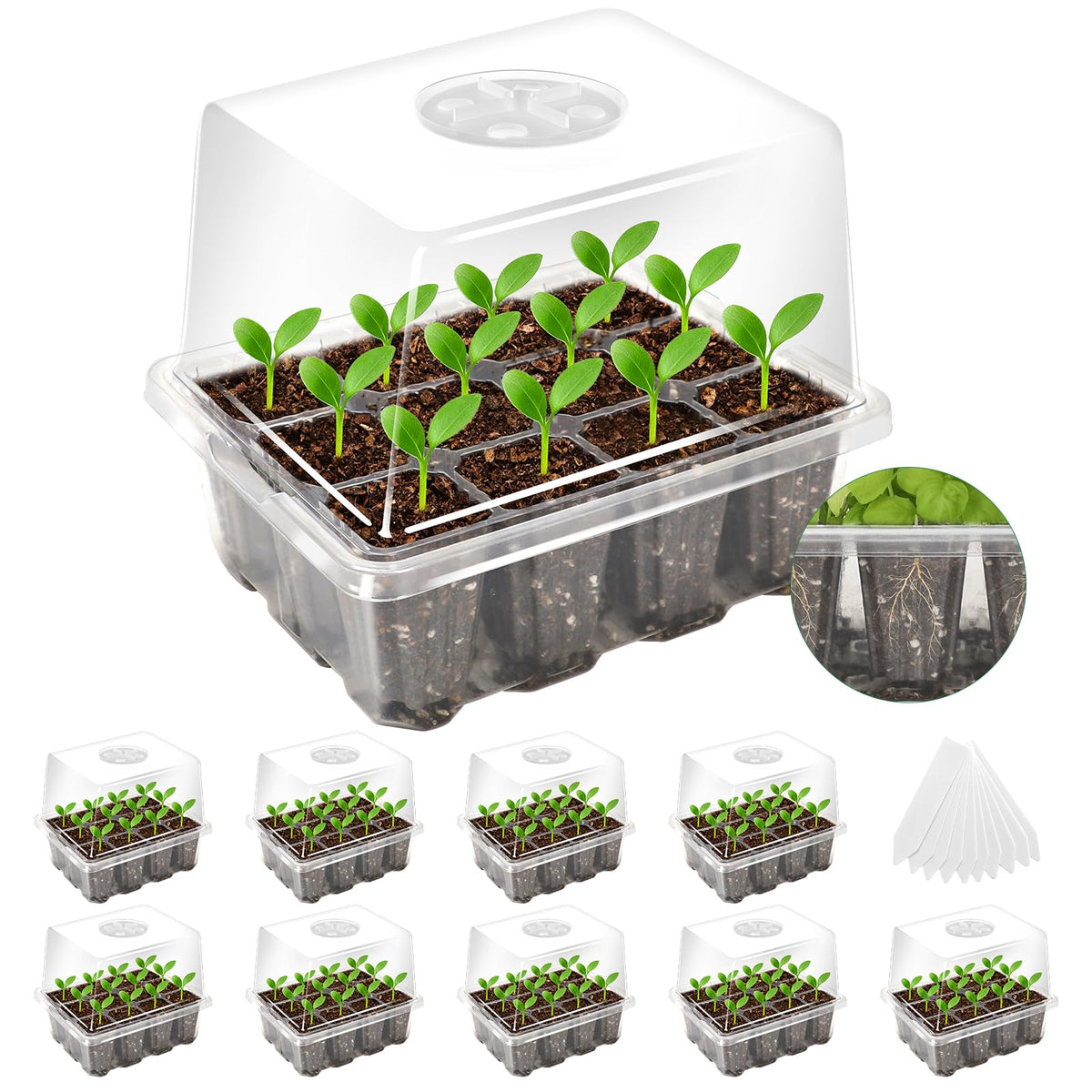 MIXC seed starter tray with elevated dome supports strong seedling growth