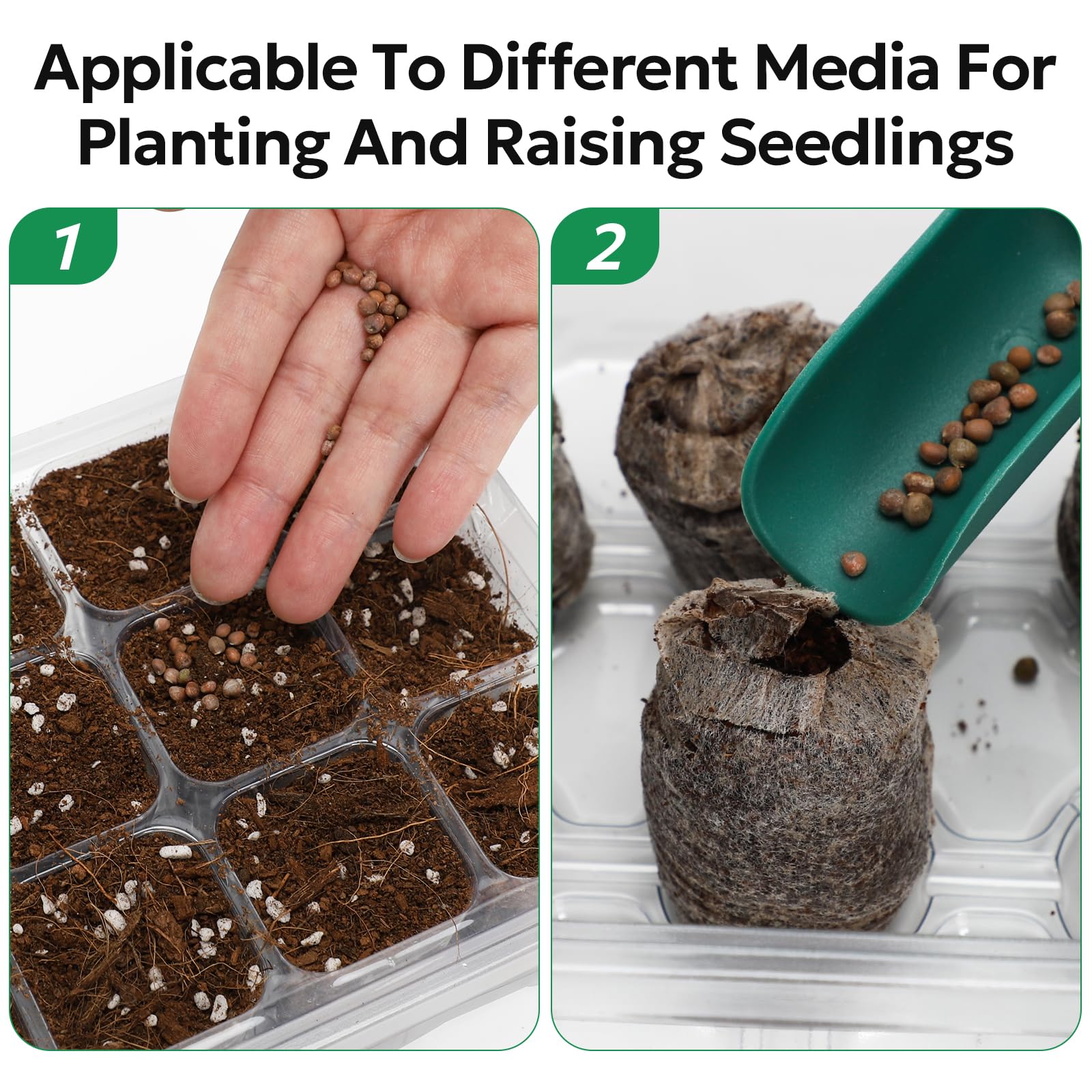 MIXC seedling in tray stage demonstrates early growth potential.