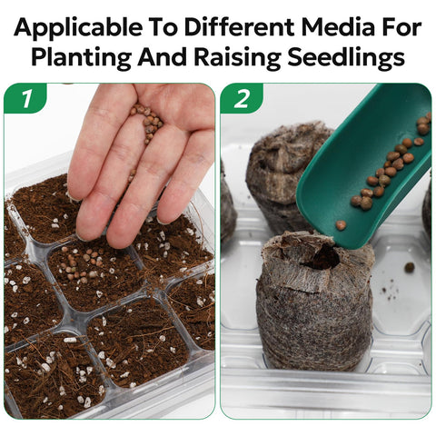 MIXC seedling in tray stage demonstrates early growth potential.