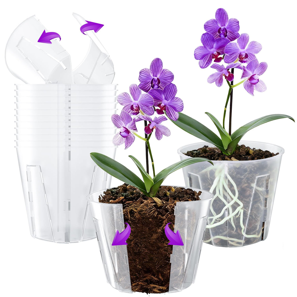 MIXC side-open orchid pot 5-inch clear shows easy transplant with minimal root disturbance.