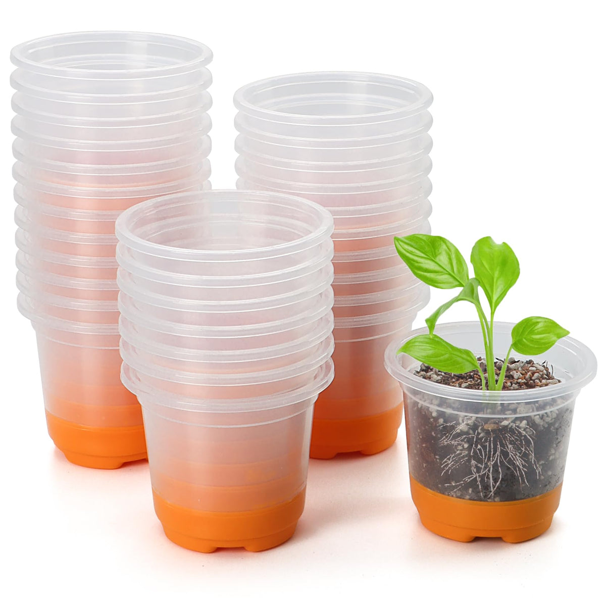 MIXC thickened clear nursery pot with silicone base enabling easy transplant without root damage