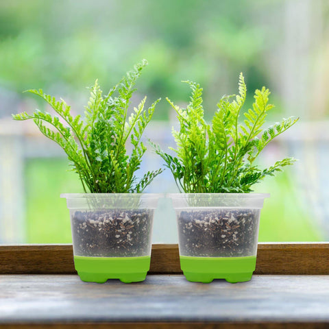 MIXC clear nursery pot suited for vegetable propagation and root cutting