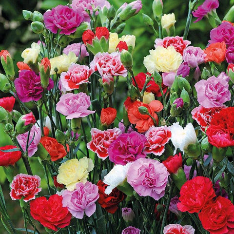 Mixed carnation blooms with ruffled petals, ideal for wedding bouquets and arrangements