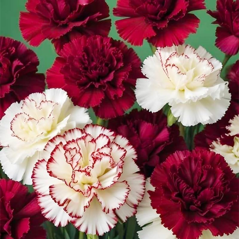 Mixed carnation seeds cut-flowers vase-ready for long-lasting arrangements