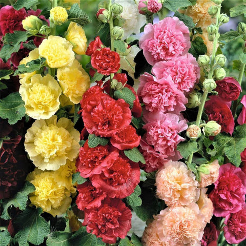 Mixed Hollyhock Seeds produce colorful blooms for a vertical garden backdrop.