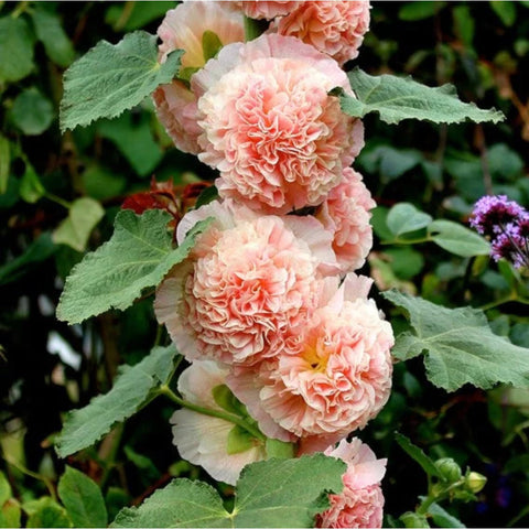 Easy-to-grow Mixed Hollyhock Seeds suit diverse soils and sun exposure.