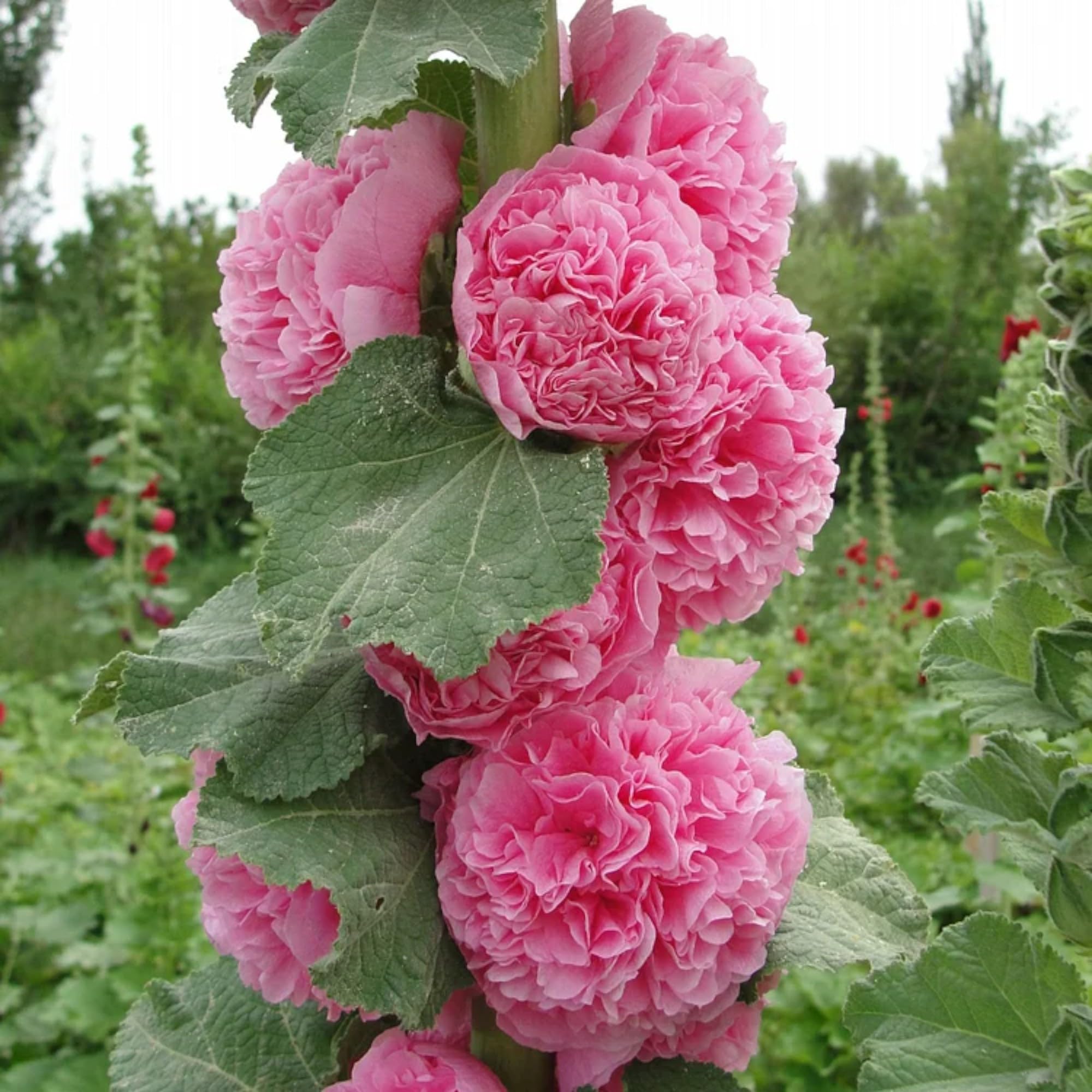 Hollyhocks bloom May to October with Mixed Hollyhock Seeds.